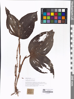 LE 01048739