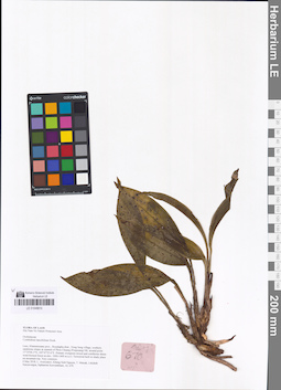 LE 01048810
