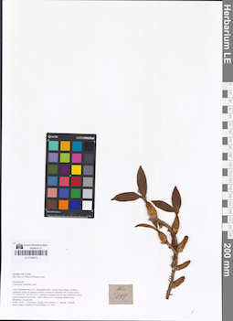 LE 01048815