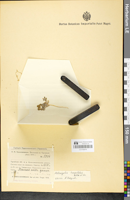 LE 01050516