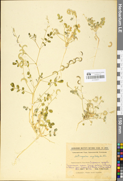LE 01050517