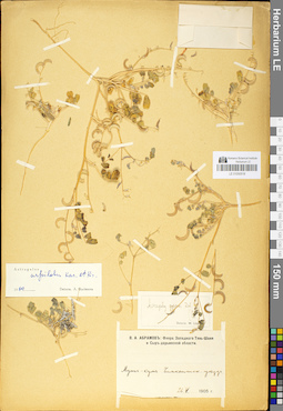 LE 01050518