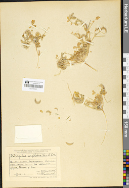 LE 01050520