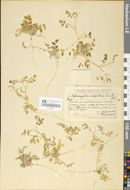 LE 01050521
