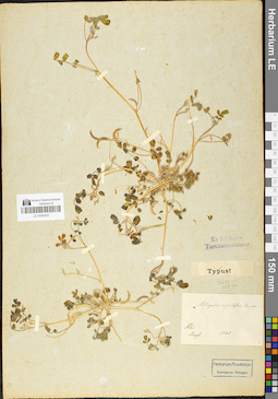 LE 01050522