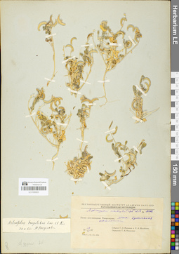 LE 01050523