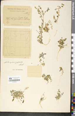 LE 01050525