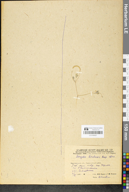 LE 01050527