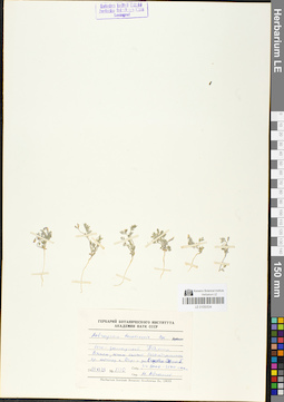 LE 01050534