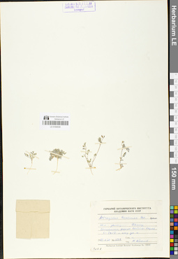 LE 01050535