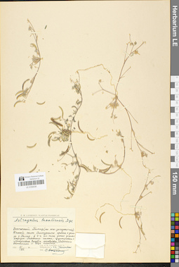 LE 01050536