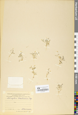 LE 01050537