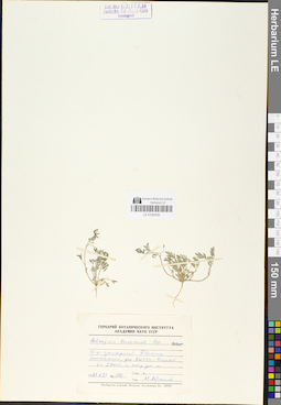 LE 01050538