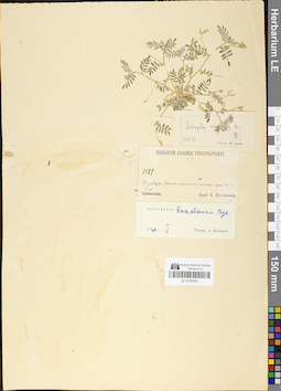 LE 01050559