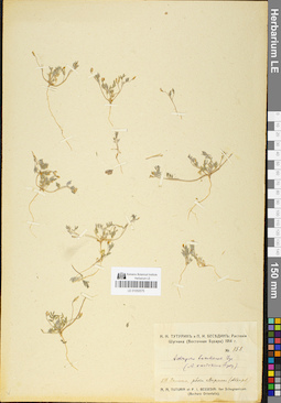 LE 01050575