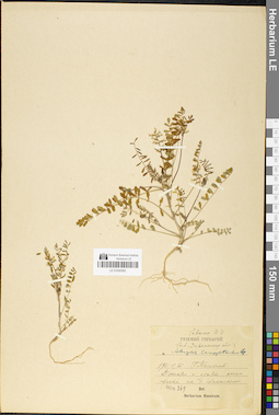 LE 01050583