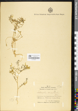 LE 01050591