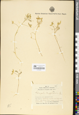 LE 01050593
