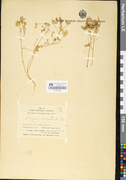 LE 01050596