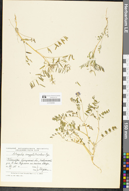 LE 01050599