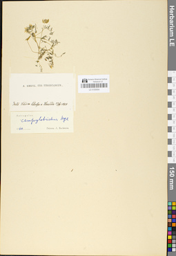 LE 01050604