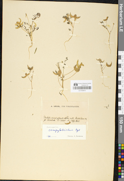 LE 01050613