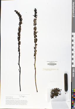 LE 01042186