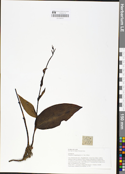 LE 01048702