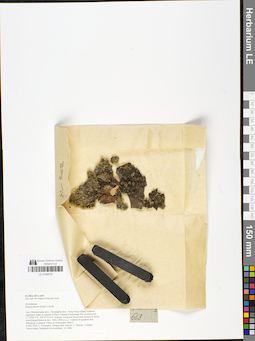 LE 01048725