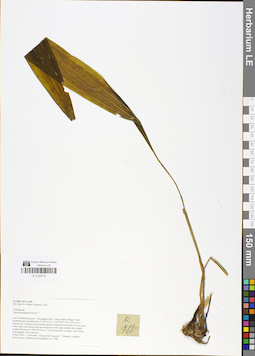 LE 01048733