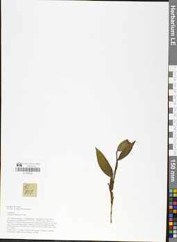LE 01048740