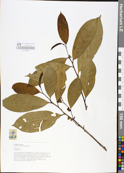 LE 01048899