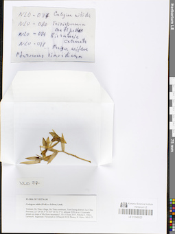 LE 01048923