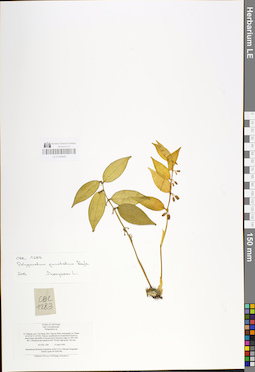 LE 01048929