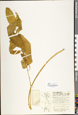 LE 01048959