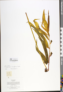 LE 01048973