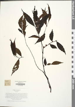 LE 01041638