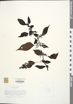 LE 01041640