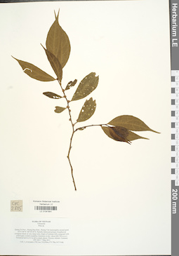 LE 01041641