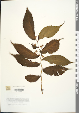 LE 01041642