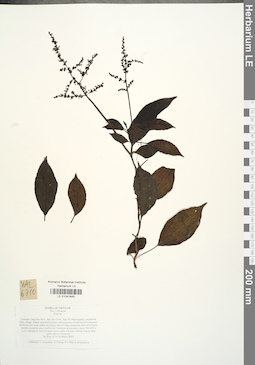 LE 01041645