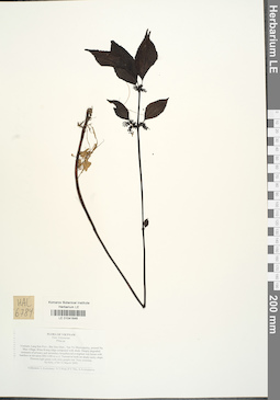 LE 01041646