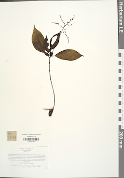 LE 01041647