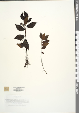 LE 01041648