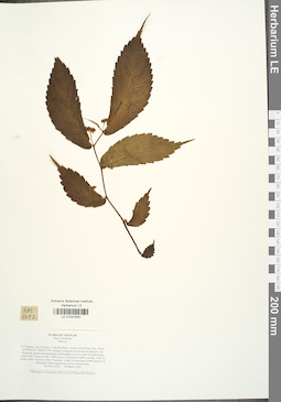 LE 01041650