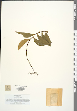 LE 01041652