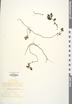 LE 01041653