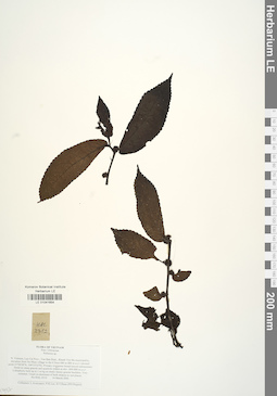 LE 01041654