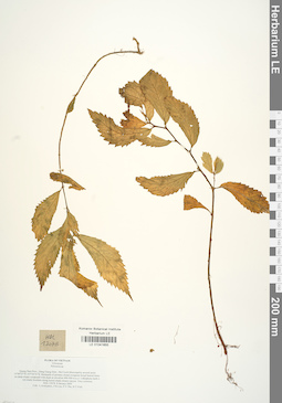 LE 01041655