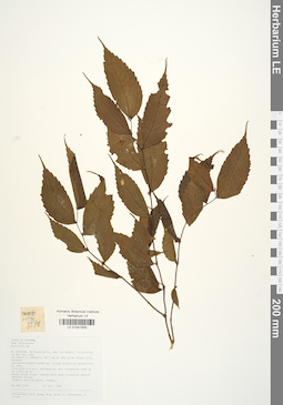 LE 01041656